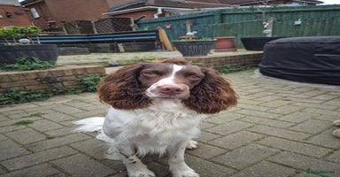 English Springer Spaniel dogs in Tamworth - Advert 4