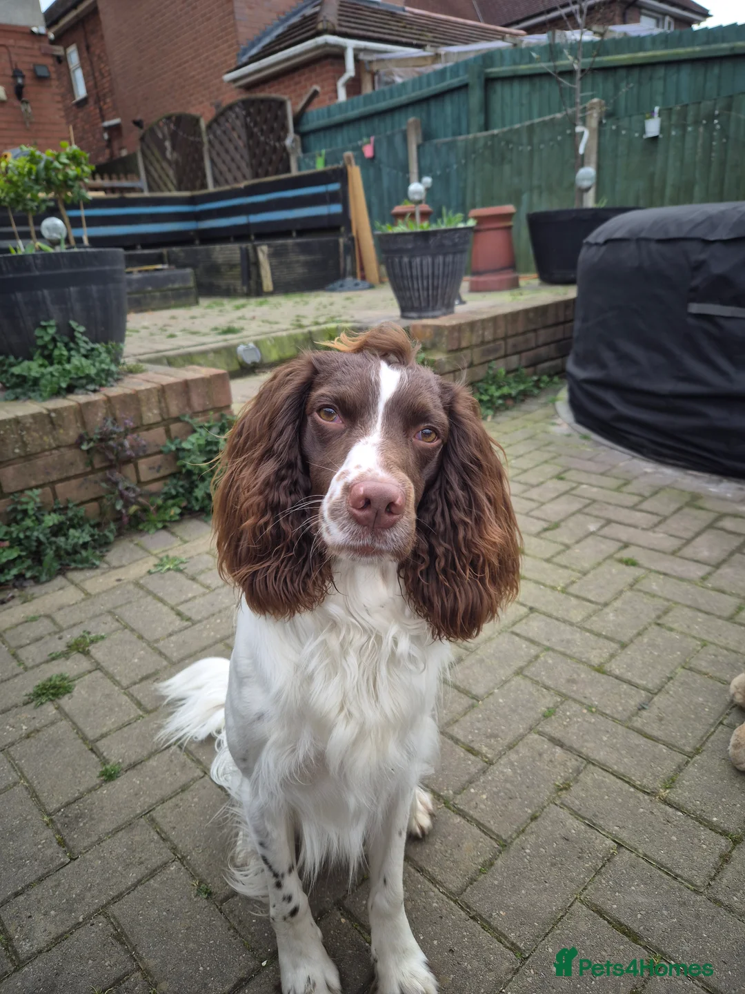 English Springer Spaniel dogs for stud: PROVEN ESS for stud amazing genealogy NOT FOR SALE in Tamworth - Advert 3