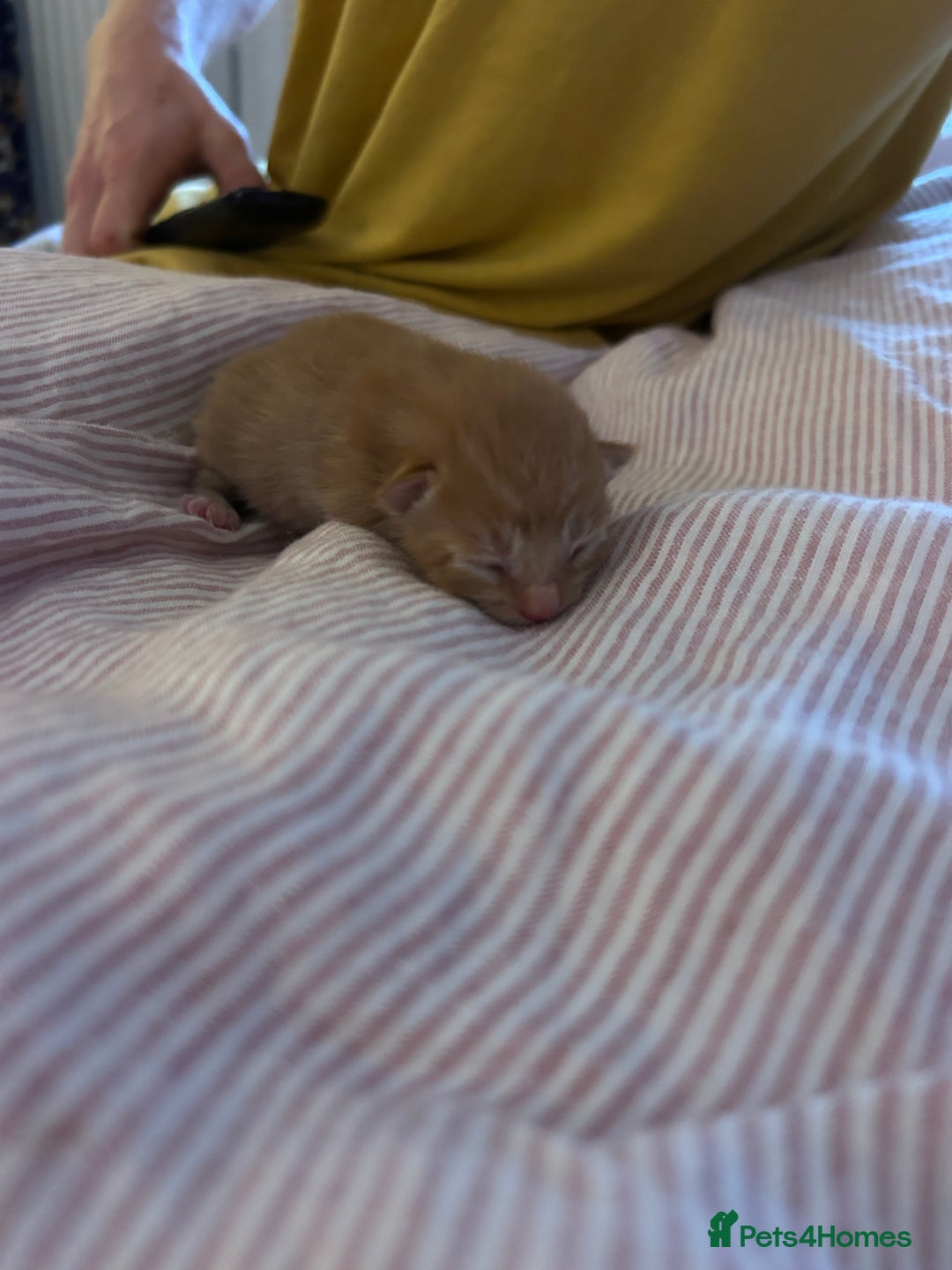 British Shorthair cats for sale: British short hair ginger kittens - Image 4