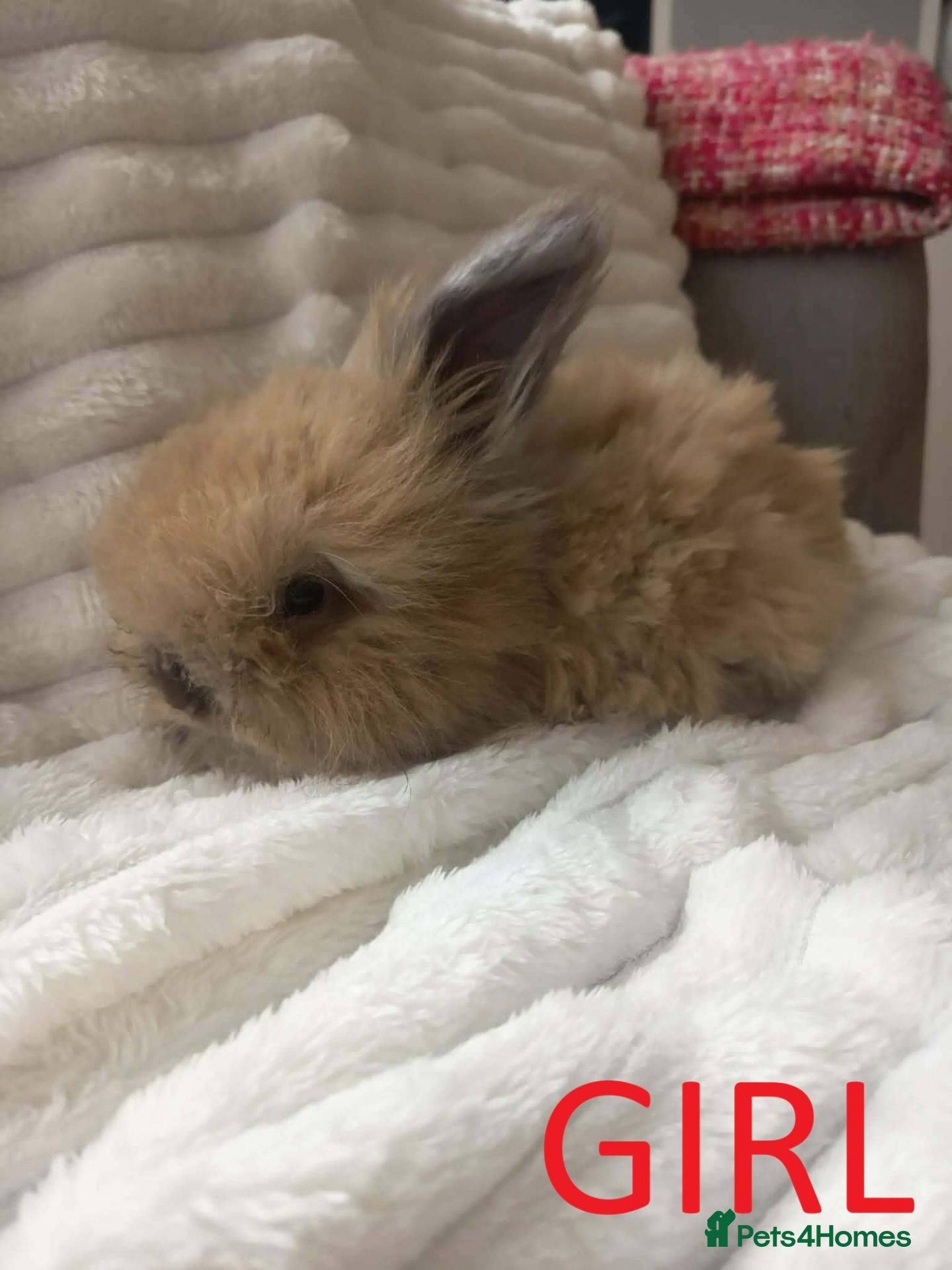 Angora rabbits English Full Face Angora Kits - Advert 2