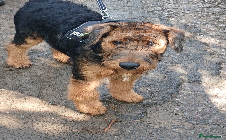 Airedale Terrier dogs - Advert 1