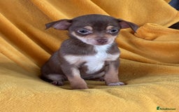 Chihuahua dogs for sale: Beautiful Chihuahua Puppies For Sale - Advert 15