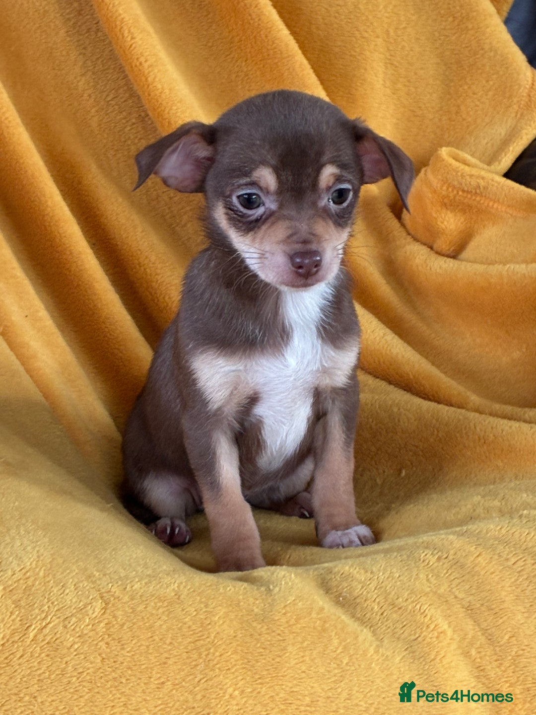 Chihuahua dogs for sale: Beautiful Chihuahua Puppies For Sale - Advert 15