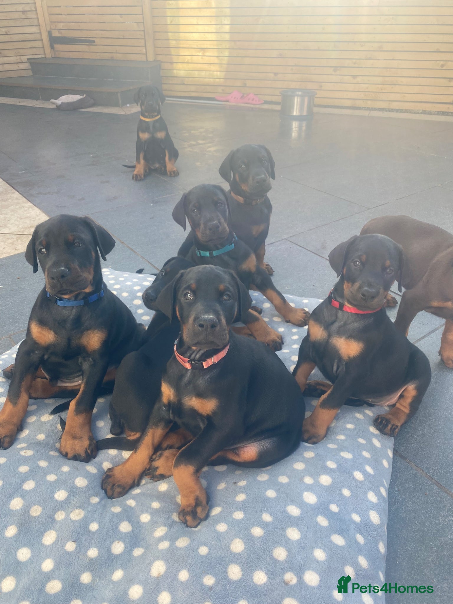 Dobermann dogs * 1 girl Doberman puppy ready to go * - Advert 14