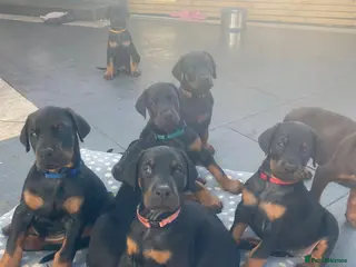 Dobermann dogs * 1 girl Doberman puppy ready to go * - Advert 14