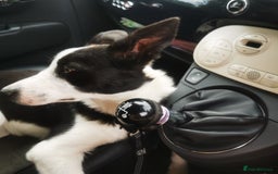 Border Collie dogs for sale: 6month Border Collie needs training  - Image 4