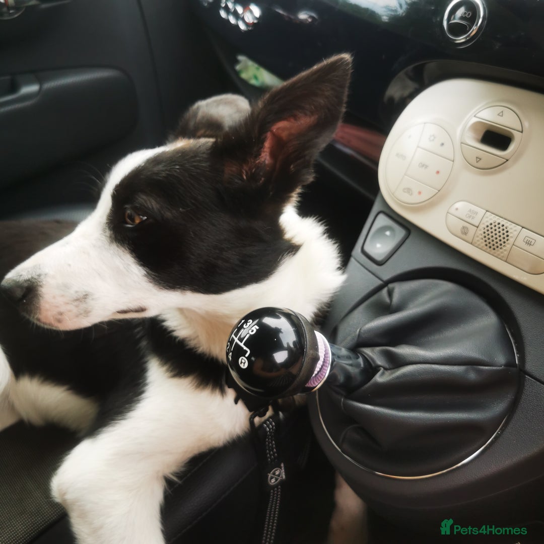 Border Collie dogs for sale: 6month Border Collie needs training  - Image 4