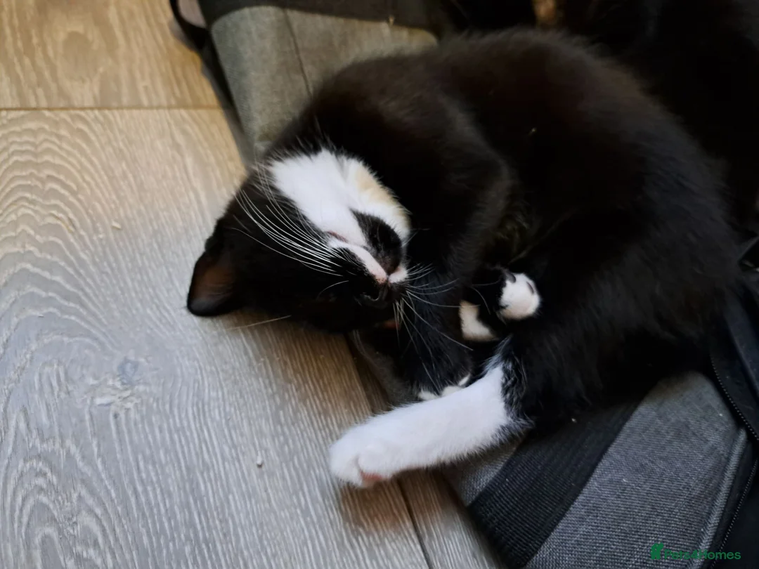 Mixed Breed cats for sale: 2 Black & White Female Kittens 14 weeks old - Advert 2