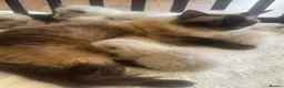 Ragdoll cats for sale: Champion GCCF Ragdoll Kitten 15 weeks old  - Advert 1