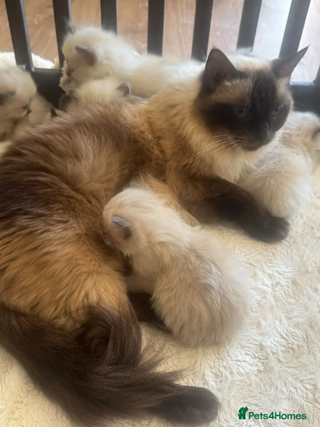 Ragdoll cats for sale: Champion GCCF Ragdoll Kitten 15 weeks old  - Advert 1
