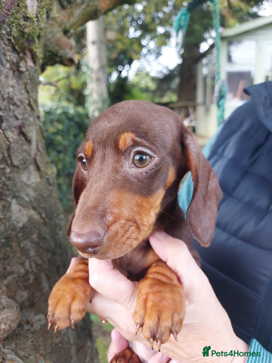 Miniature Dachshund dogs for sale: Beautiful litter of 6 true to type miniature pups. - Image 33