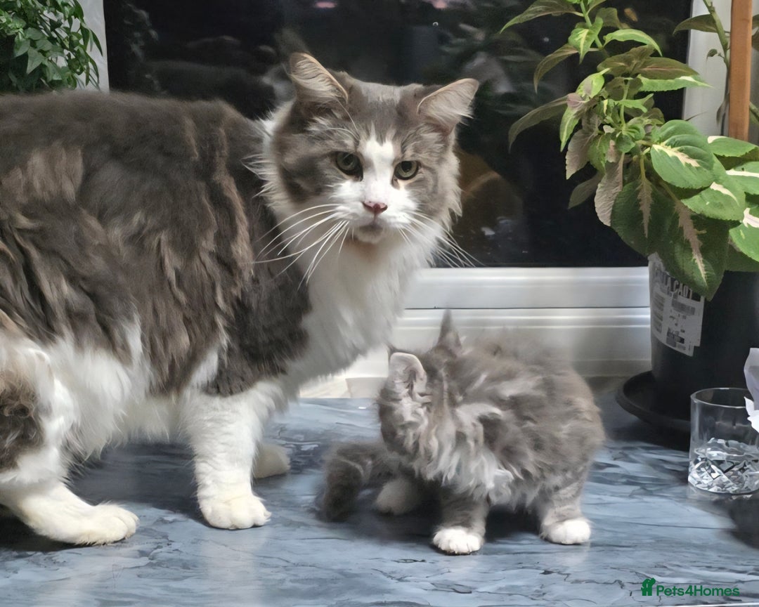Maine Coon cats for sale: Giant maine coon kittens for sale  - Advert 17