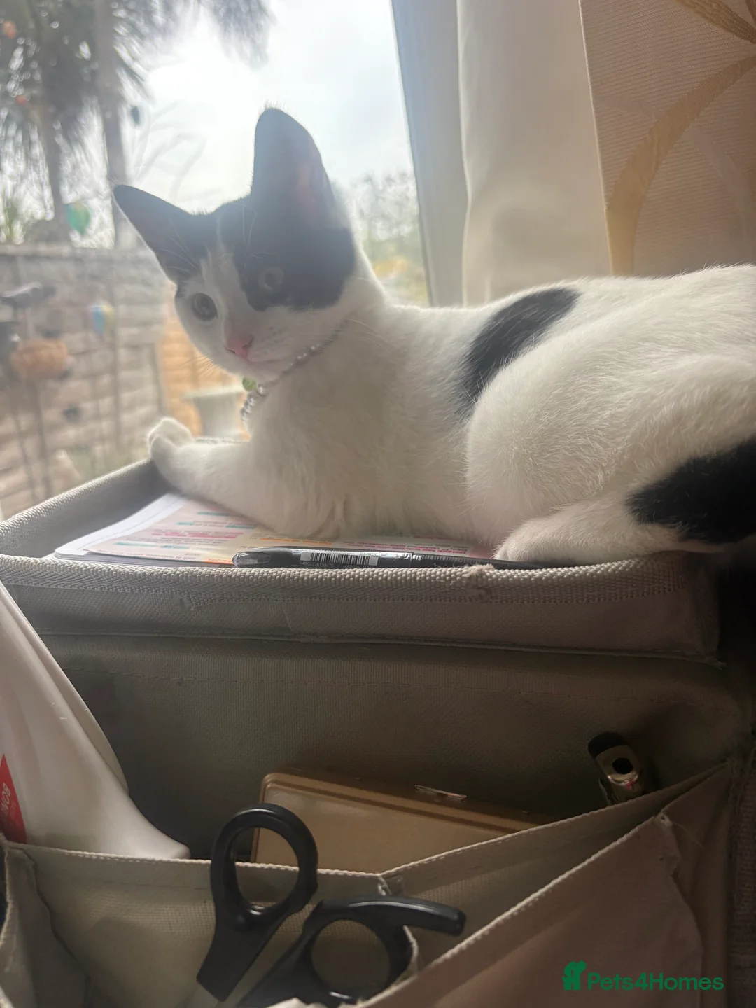 Mixed Breed cats for sale: Beautiful kitten for sale - Advert 4