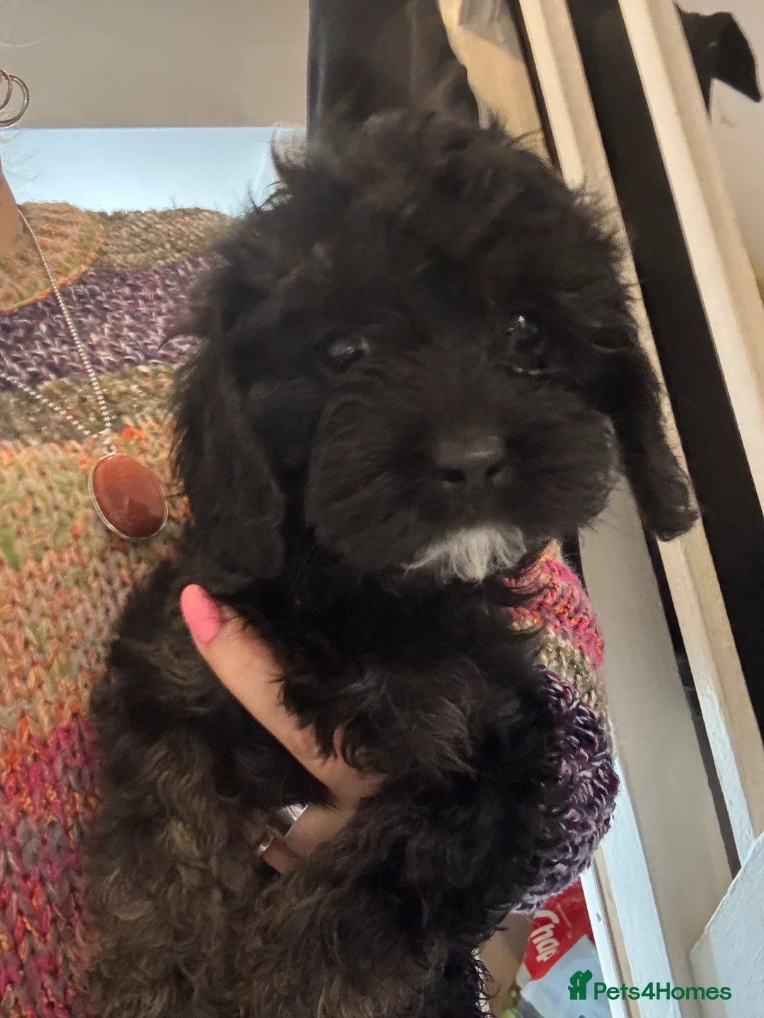 Cavapoo dogs for sale: Beautiful Cavapoo pups in London - Advert 2