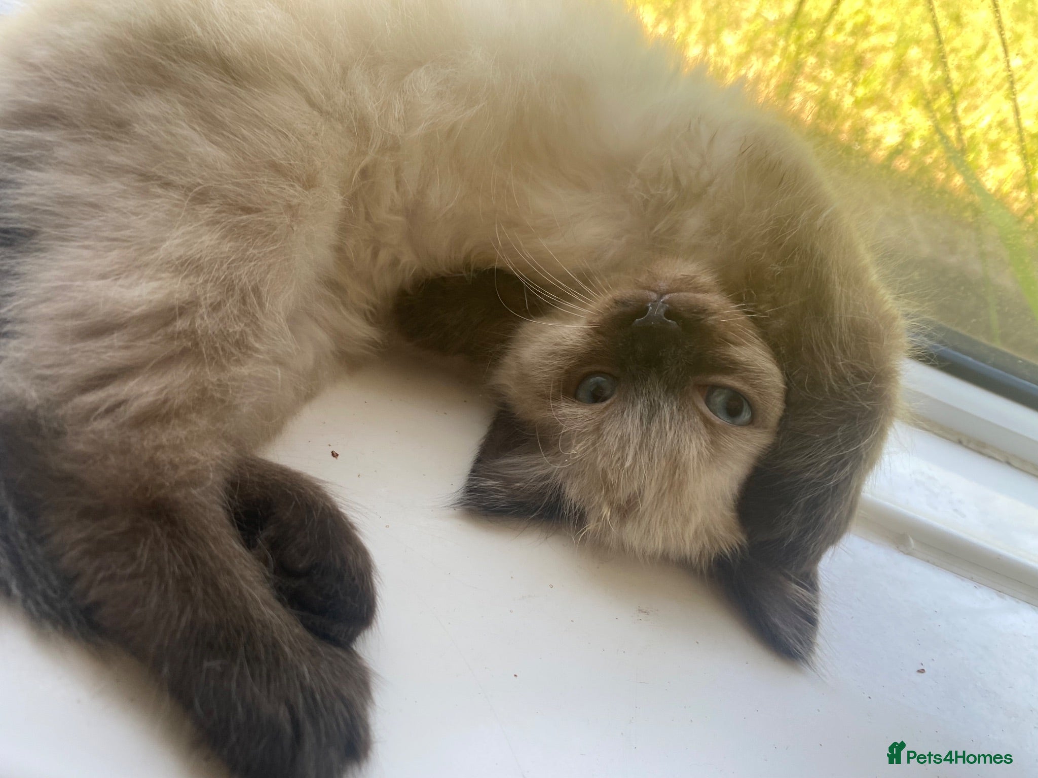 Ragdoll cats Chocolate minx female ragdoll - Advert 14