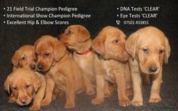 Labrador Retriever dogs for sale: Red Fox Labs : Health Checked-KC Reg-FTCH Pedigree - Image 1