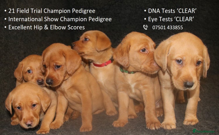 Labrador Retriever dogs - Advert 1