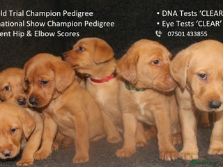 Labrador Retriever dogs - Advert 7