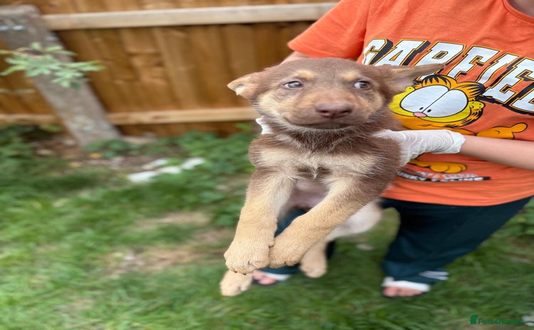 German Shepherd dogs - Advert 11