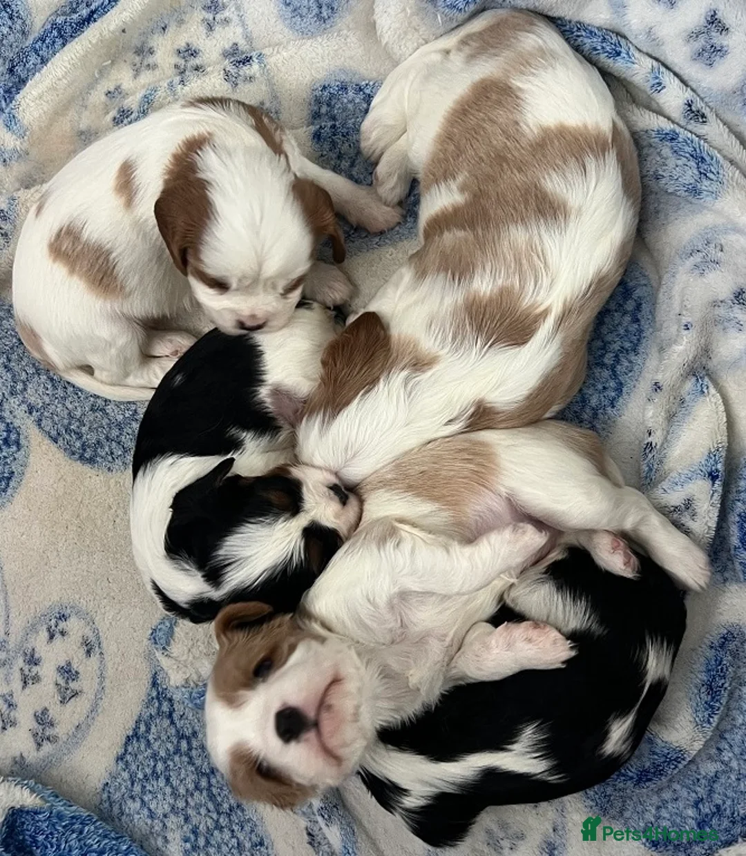 Cavalier King Charles Spaniel dogs for sale: 4 PURE Cavalier King Charles spaniel puppies - Advert 2