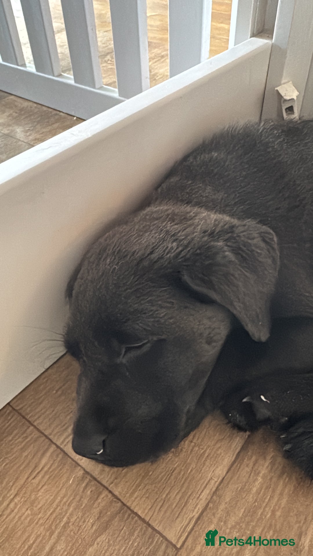 Labrador Retriever dogs for sale: Last of litter K.C Charcoal Labrador girl 9 Weeks - Image 7