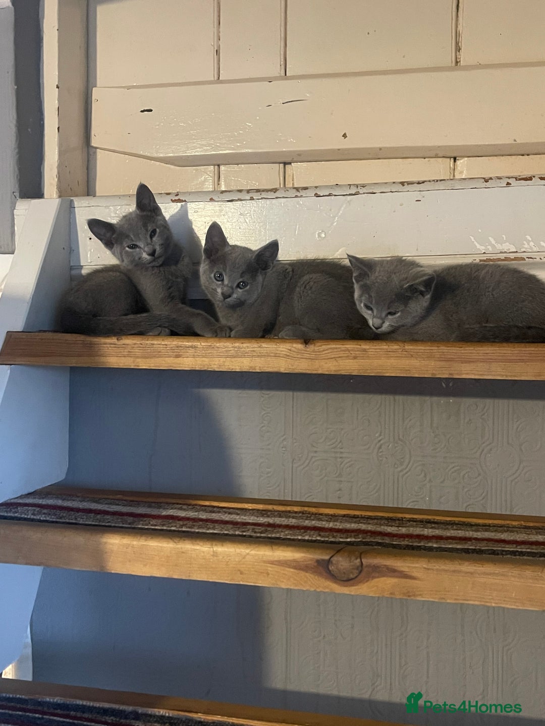 Russian Blue cats for sale: Pure Russian Blue Kittens  - Advert 8