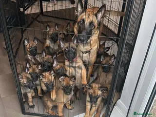 Belgian Shepherd Dog dogs x12 puppies KC Registered Belgian Malinois - Advert 3