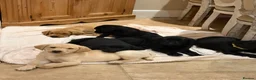 Labrador Retriever dogs for sale: KC Reg -Exceptional Labrador puppies  - Advert 6