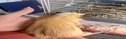 Guinea Pig rodents for sale: 16 baby guinea pigs - Advert 8