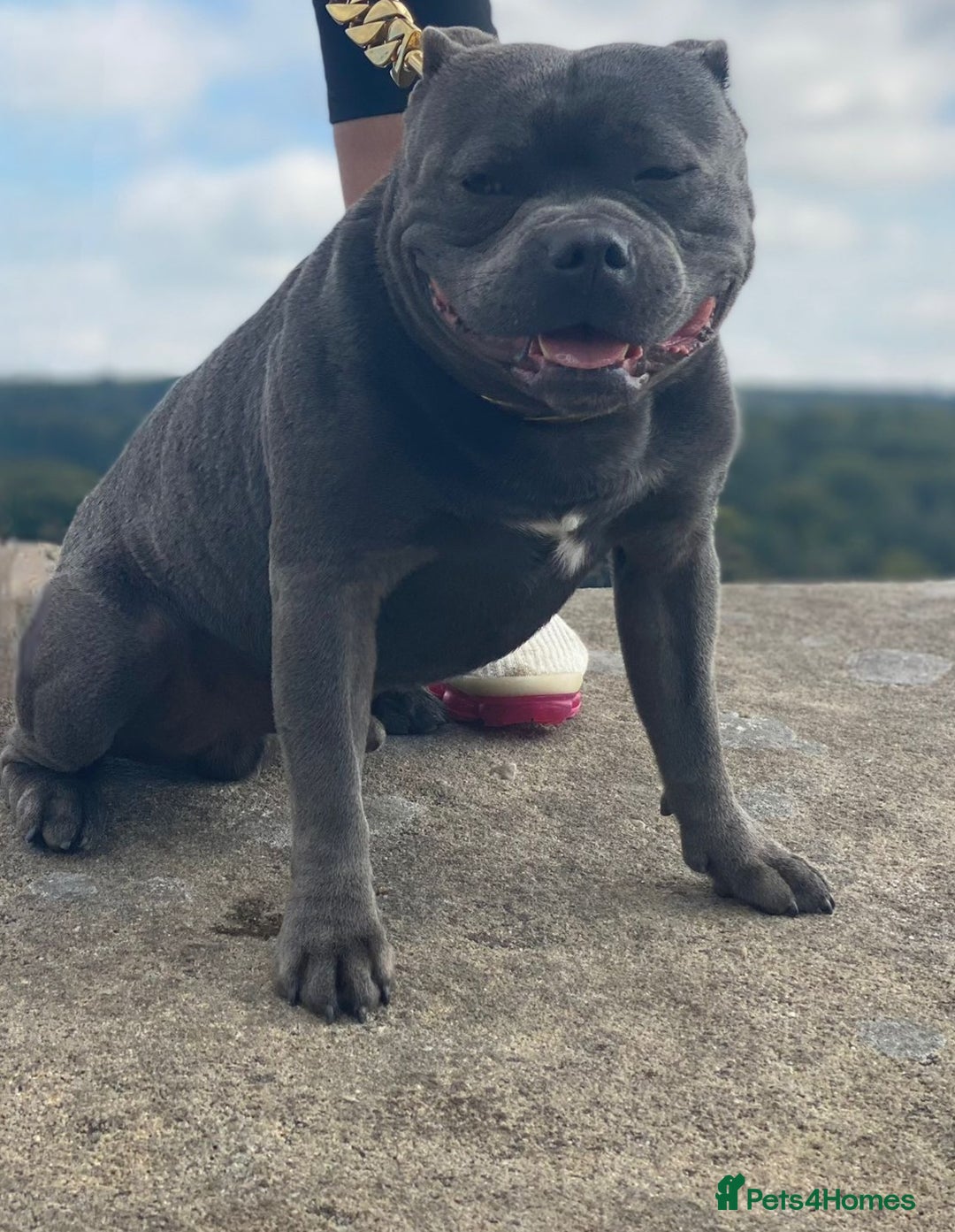 Staffordshire Bull Terrier dogs for sale: Staffordshire bull terrier pups. - Advert 4