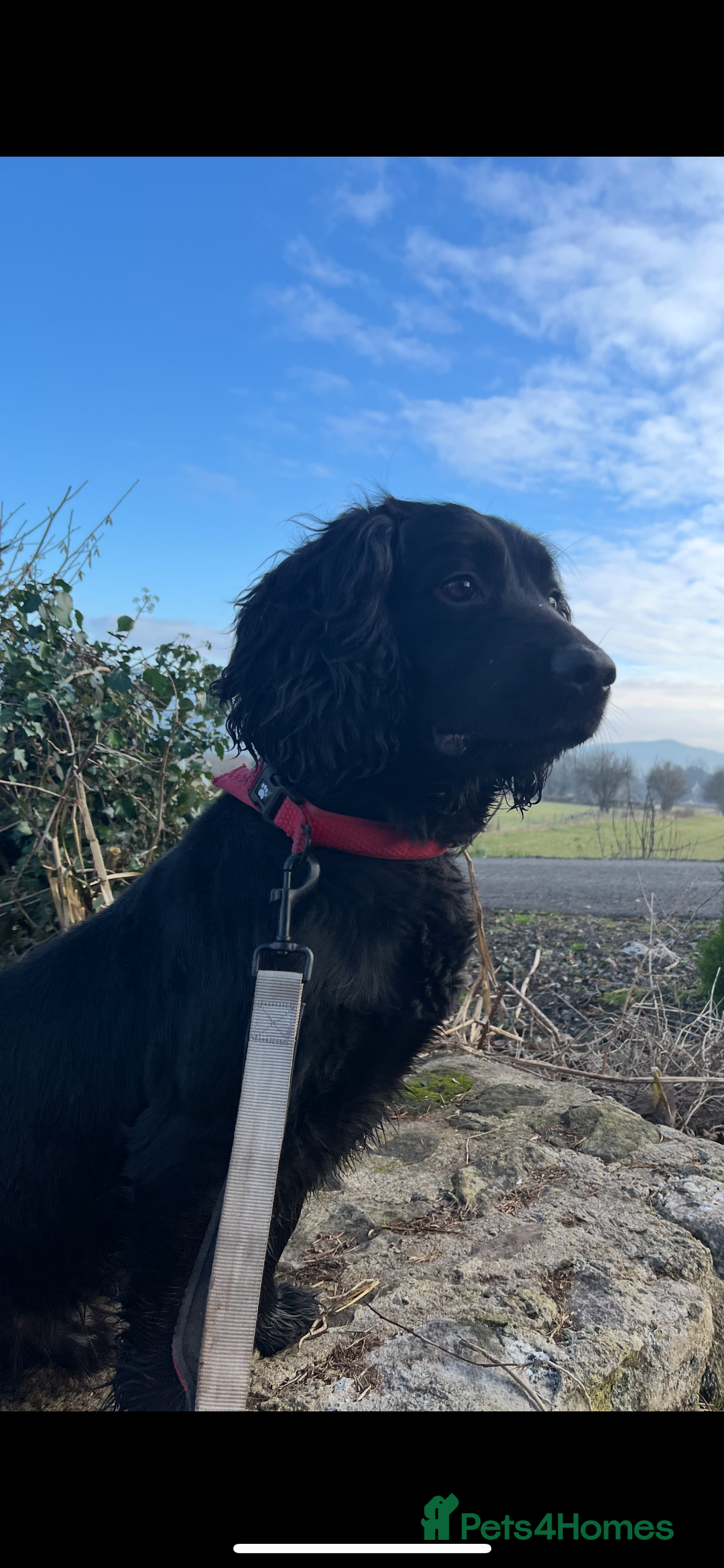 Sprocker dogs for stud: Sprocker for stud - Image 2