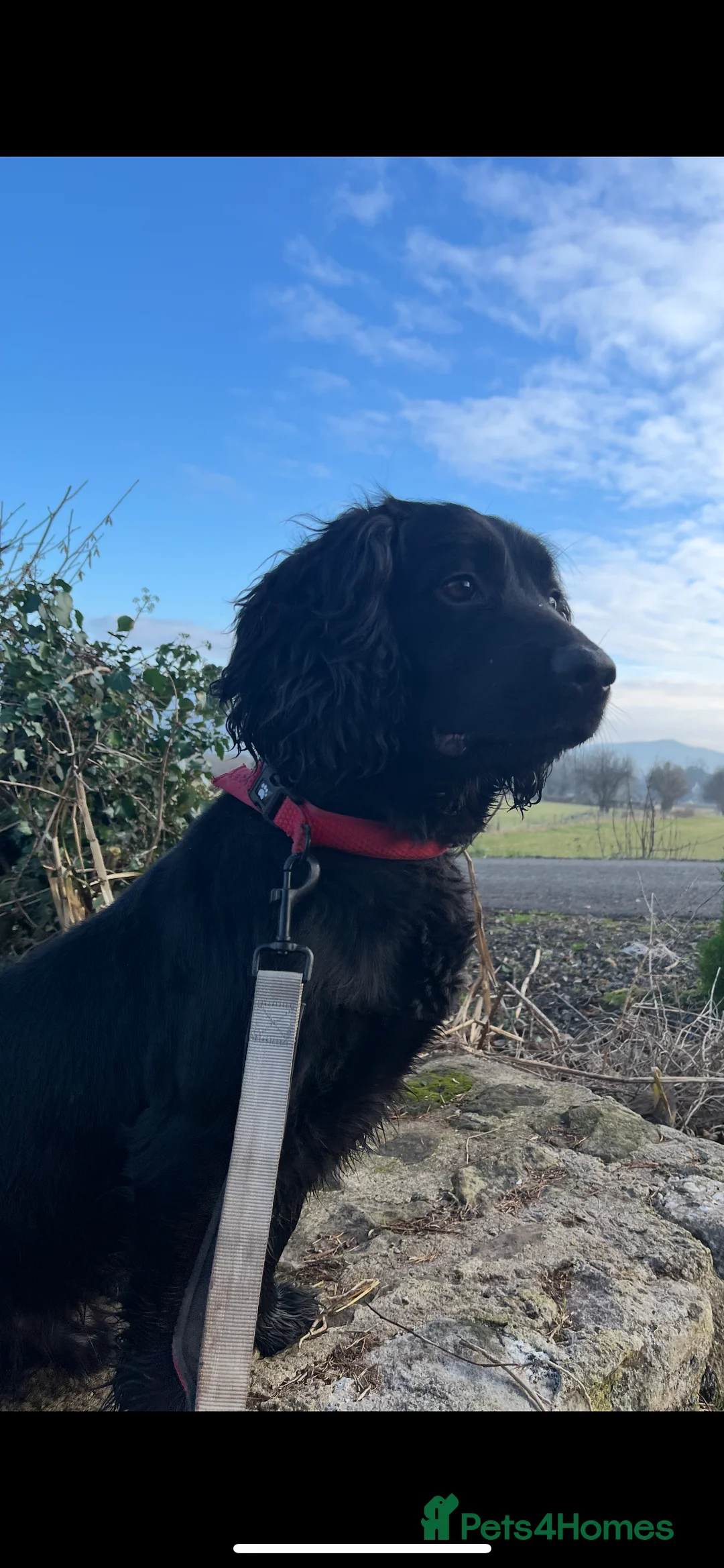 Sprocker dogs for stud: Sprocker for stud - Advert 2