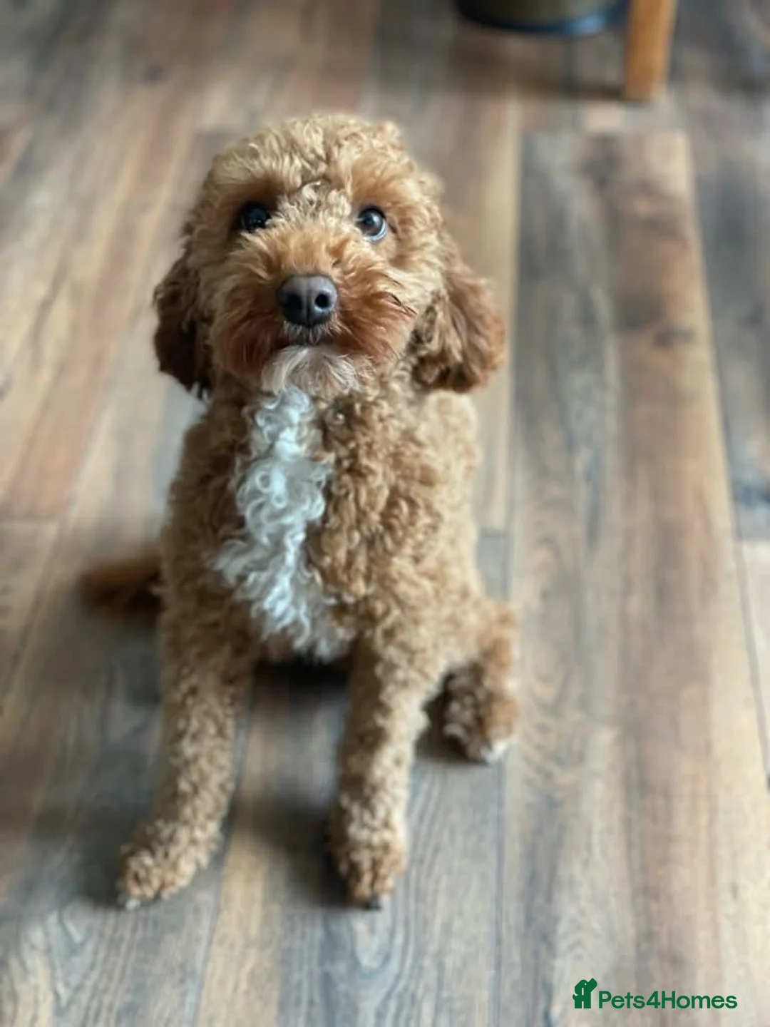 Cockapoo dogs for sale: Coming soon!  - Advert 11