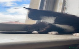 Domestic Shorthair cats for sale: Black Kitten Needs New Home  - Image 3