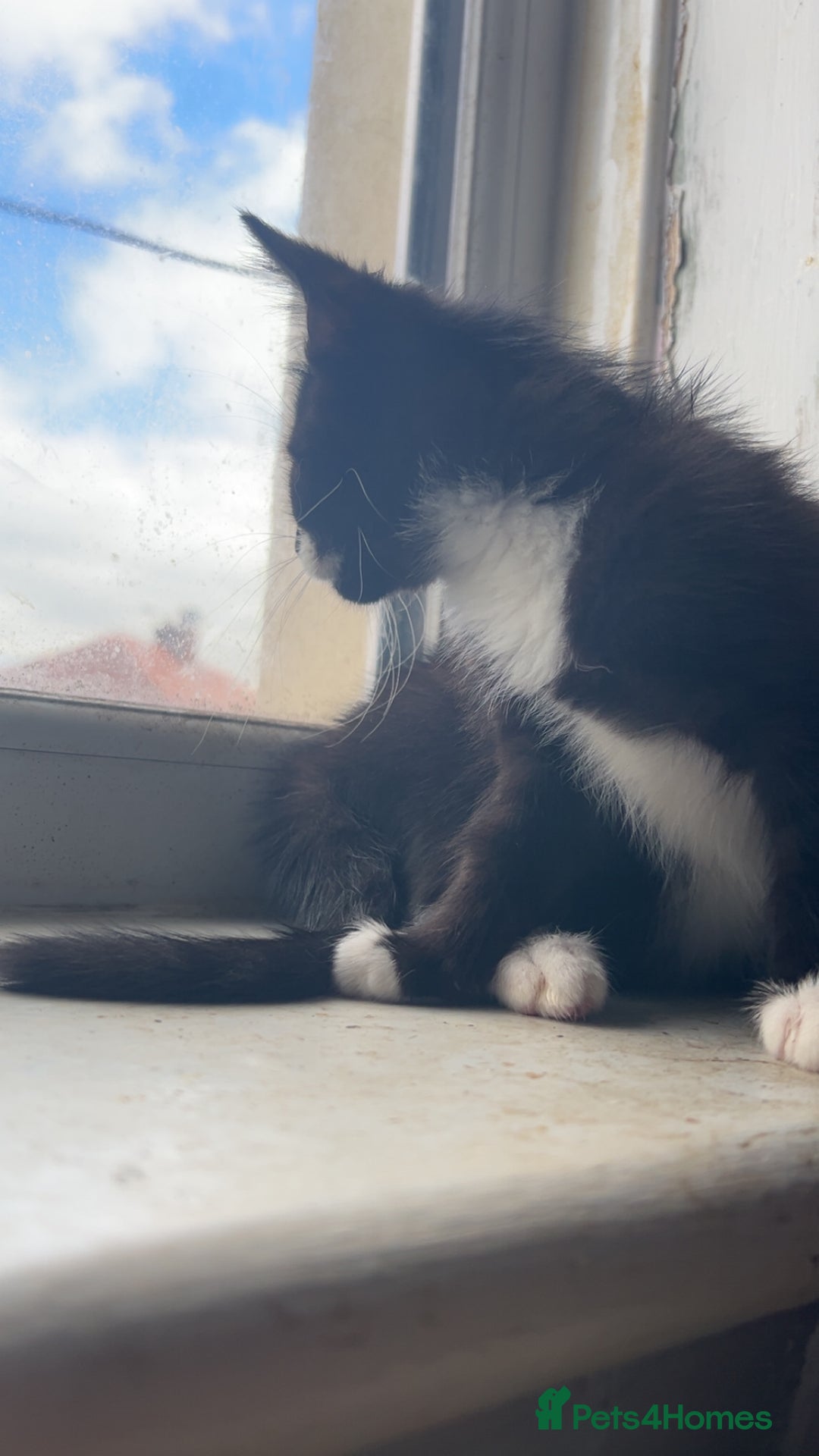 Domestic Shorthair cats for sale: Black Kitten Needs New Home  - Image 3