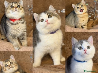 British Shorthair cats British shorthair Golden kittens TICA - Advert 18