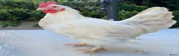Chickens poultry for sale: Golden Bantam cockerels  - Advert 2
