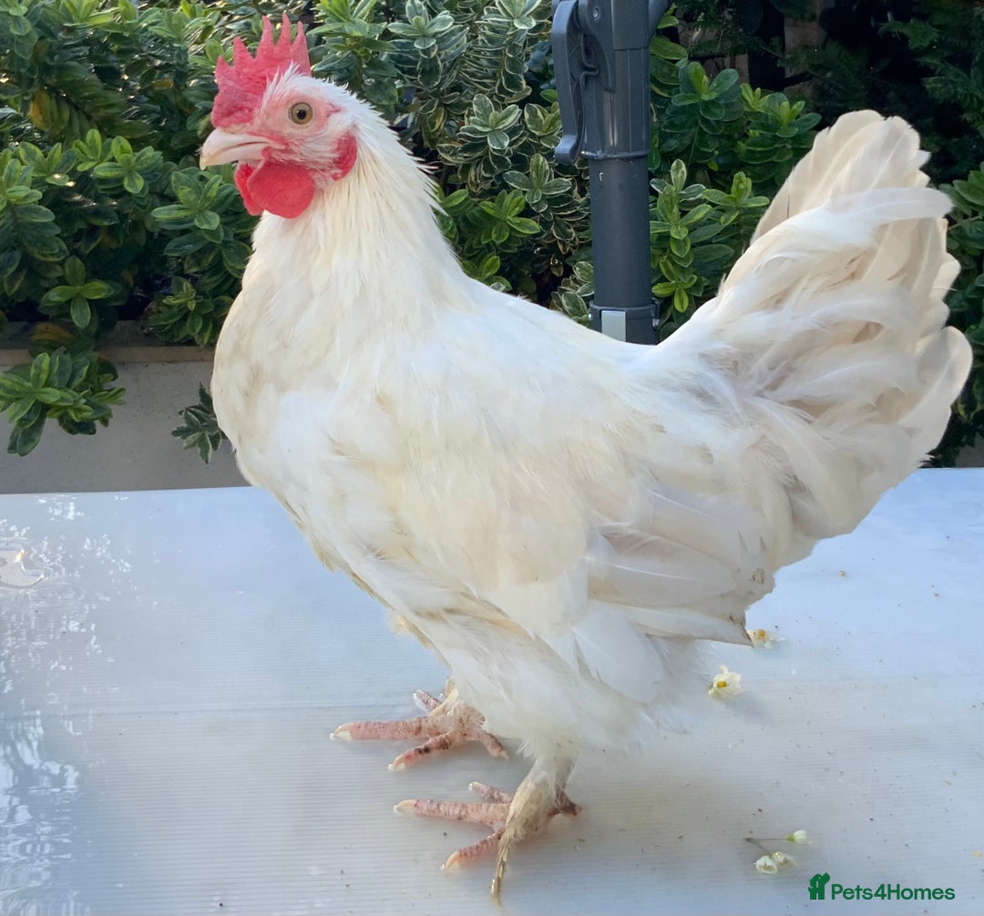 Chickens poultry for sale: Golden Bantam cockerels  - Advert 2