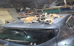 Ragcoon cats for sale: cats  - Image 3