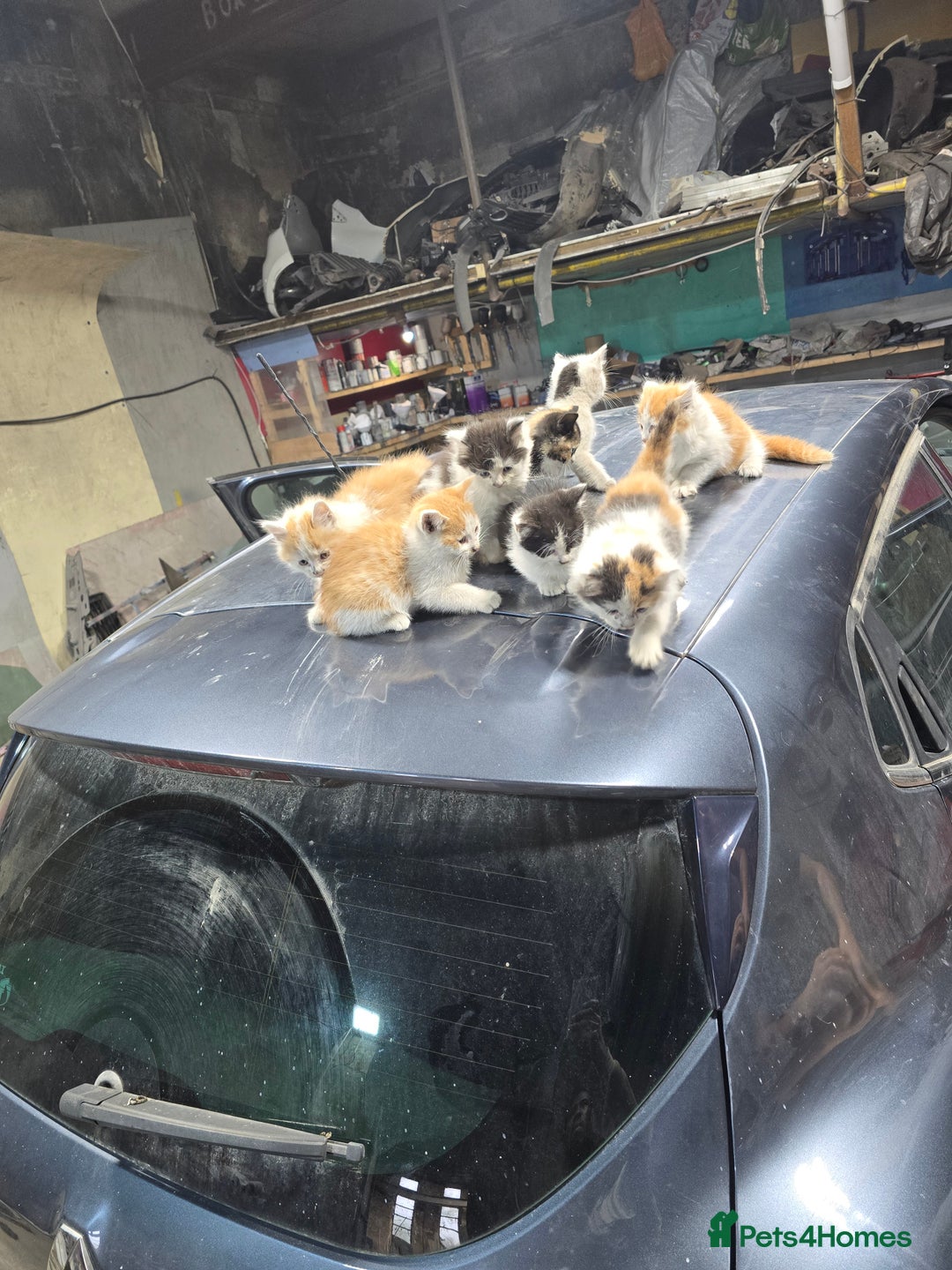 Ragcoon cats for sale: cats  - Image 3