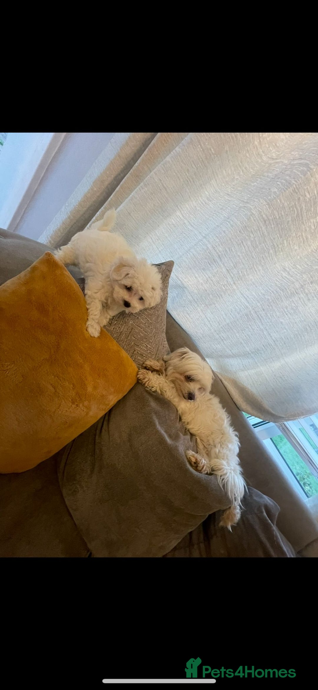 Maltipoo dogs for sale: Maltipoo girl puppy  - Image 7