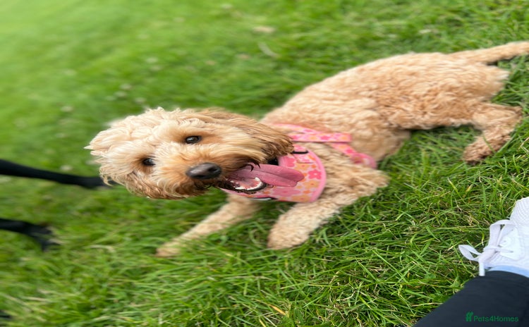 Cockapoo dogs - Advert 12