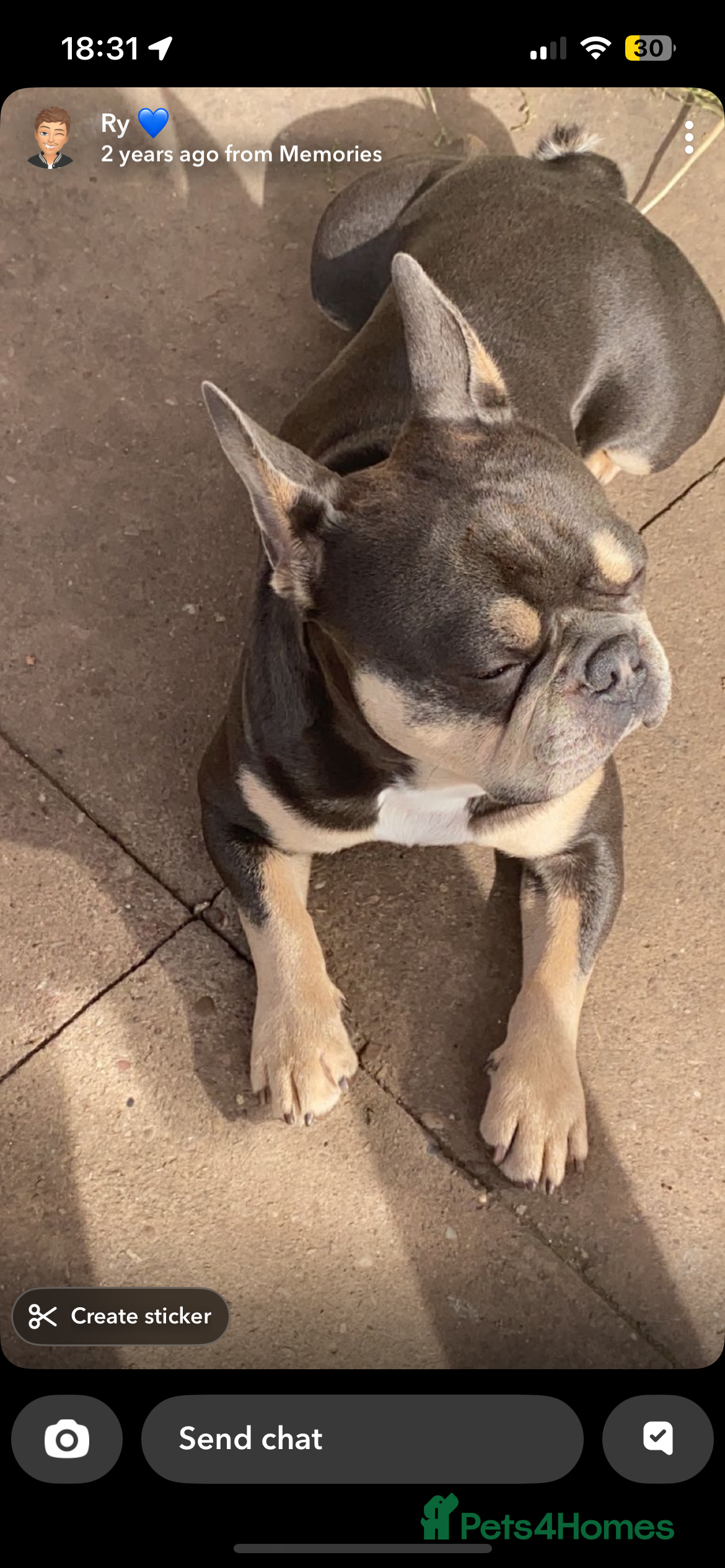 French Bulldog dogs Male blue and tan French bulldog - Advert 10