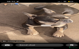 French Bulldog dogs for sale: Male blue and tan French bulldog - Image 1