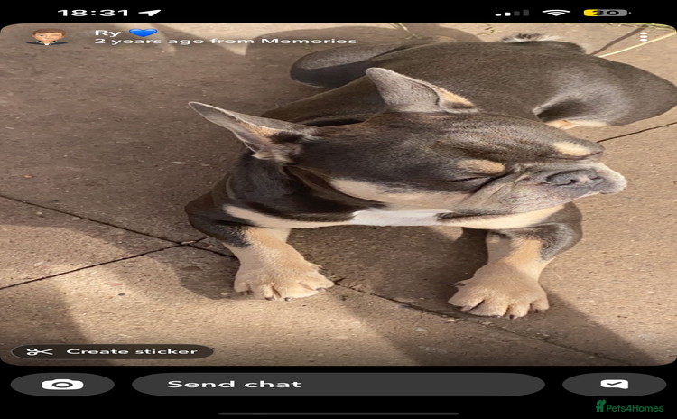 French Bulldog dogs for sale - Advert 2