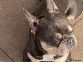 French Bulldog dogs - Advert 3