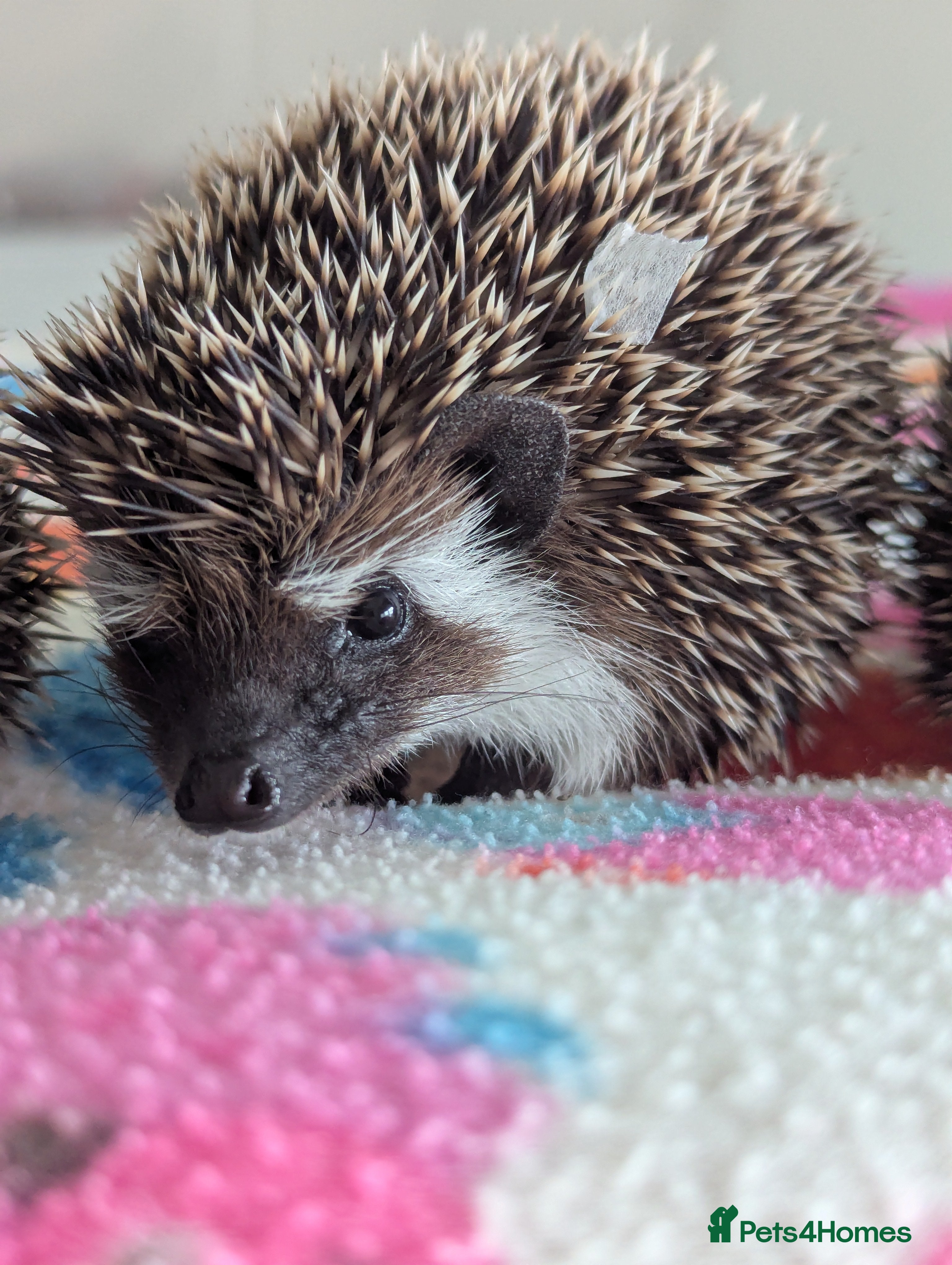 Pygmy Hedgehog rodents Beautiful Baby Hoglets Ready Now!!! - Advert 1