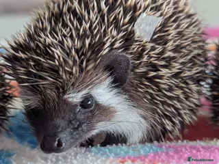 Pygmy Hedgehog rodents Beautiful Baby Hoglets Ready Now!!! - Advert 1