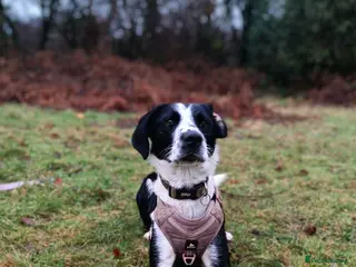 Mixed Breed dogs Poppadom - Collie X Spaniel - Advert 1