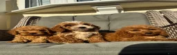 Cockapoo dogs for sale: F1 pra clear Cockapoos (council licensed) - Advert 9